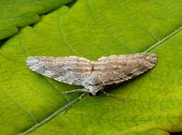 Attēlu rezultāti vaicājumam “Epirrita sp.”