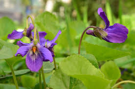 Image result for Veilchen