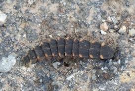 Attēlu rezultāti vaicājumam “Lampyris noctiluca larva”