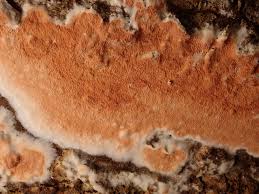 Attēlu rezultāti vaicājumam “Gloeoporus taxicola”