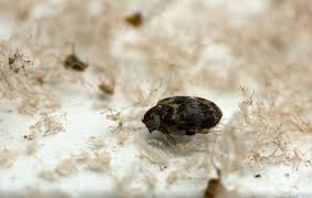 Attēlu rezultāti vaicājumam “Anthrenus sp. imago”