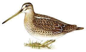 Image result for Gallinago gallinago