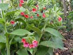 Image result for Lungenkraut