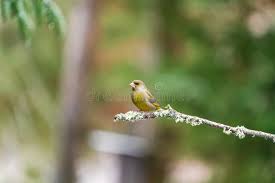 Attēlu rezultāti vaicājumam “Chloris chloris male”