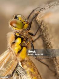 Attēlu rezultāti vaicājumam “Libellula quadrimaculata exuvia”