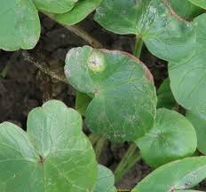 Attēlu rezultāti vaicājumam “Urocystis anemones”