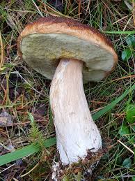 Attēlu rezultāti vaicājumam “Boletus pinophilus”