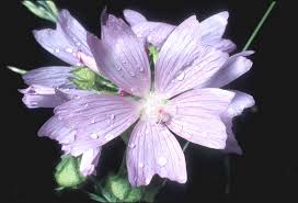 Attēlu rezultāti vaicājumam “Malva moschata bud”