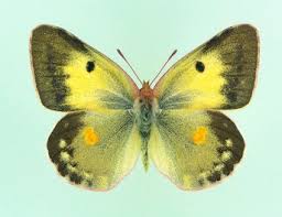 Attēlu rezultāti vaicājumam “Colias croceus underside”