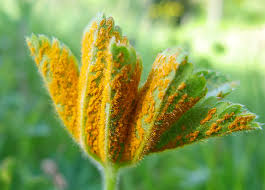 Attēlu rezultāti vaicājumam “Trachyspora intrusa”