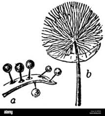 Attēlu rezultāti vaicājumam “Lamproderma violaceum plasmodium”