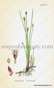 Attēlu rezultāti vaicājumam “Eleocharis uniglumis flower”