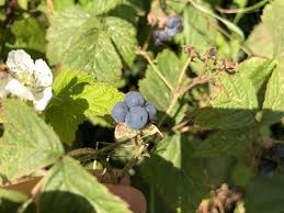 Attēlu rezultāti vaicājumam “Rubus caesius fruit”