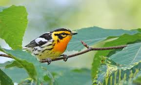 Image result for Dendroica fusca