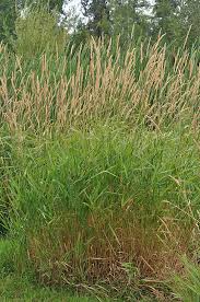 Attēlu rezultāti vaicājumam “Phalaroides arundinacea”