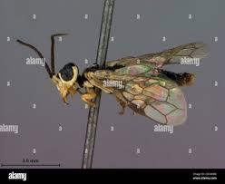 Attēlu rezultāti vaicājumam “Pamphiliidae”