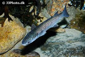 Image result for Chelon ramada