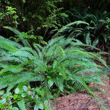 Attēlu rezultāti vaicājumam “Blechnum spicant”