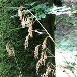 Attēlu rezultāti vaicājumam “Festuca altissima flower”