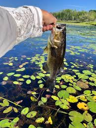 Image result for The Lancaster Fish