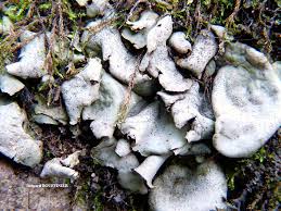 Attēlu rezultāti vaicājumam “Dermatocarpon luridum”