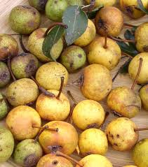 Attēlu rezultāti vaicājumam “Pyrus pyraster”