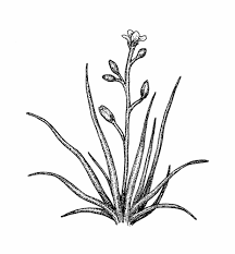 Attēlu rezultāti vaicājumam “Subularia aquatica”