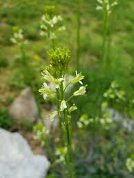 Attēlu rezultāti vaicājumam “Arabis glabra leaf”