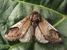 Attēlu rezultāti vaicājumam “Notodonta ziczac”