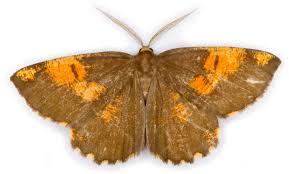 Attēlu rezultāti vaicājumam “Angerona prunaria”