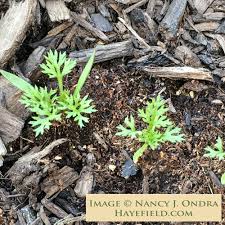 Image result for Adonis aestivalis