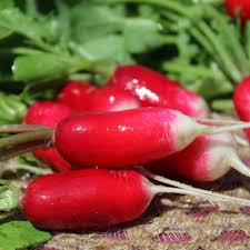 Image result for Radieschen