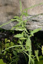Attēlu rezultāti vaicājumam “Sisymbrium volgense leaf”