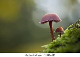 Attēlu rezultāti vaicājumam “Mycena rosella”