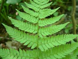 Attēlu rezultāti vaicājumam “Dryopteris carthusiana”