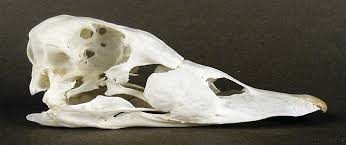 Attēlu rezultāti vaicājumam “Melanitta fusca”