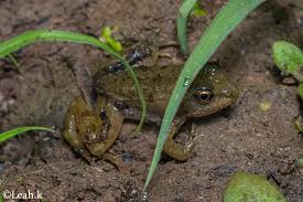 Attēlu rezultāti vaicājumam “Pelophylax juvenile”