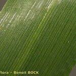 Attēlu rezultāti vaicājumam “Hordelymus europaeus fruit”