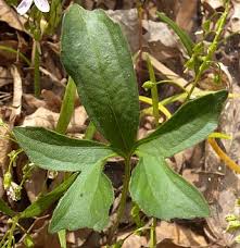 Attēlu rezultāti vaicājumam “Viola uliginosa leaf”