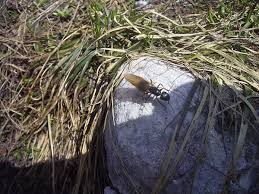 Attēlu rezultāti vaicājumam “Camponotus herculeanus”