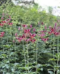 Image result for Lilium martagon `Arabian Night`