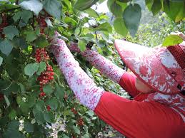 Attēlu rezultāti vaicājumam “Schisandra chinensis”