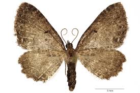 Attēlu rezultāti vaicājumam “Anticollix sparsata”