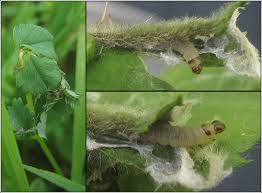 Attēlu rezultāti vaicājumam “Acleris aspersana”