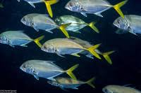 Image result for Caranx latus