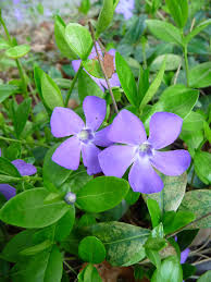 Attēlu rezultāti vaicājumam “Vinca minor”