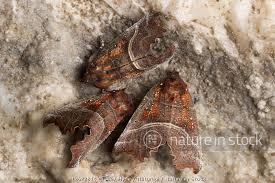 Attēlu rezultāti vaicājumam “Scoliopteryx libatrix”