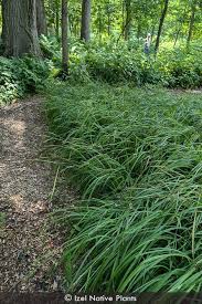 Attēlu rezultāti vaicājumam “Carex x bakkeriana”