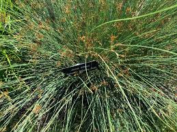 Attēlu rezultāti vaicājumam “Juncus inflexus”