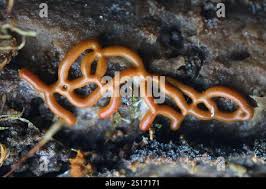 Attēlu rezultāti vaicājumam “Hemitrichia serpula spores”